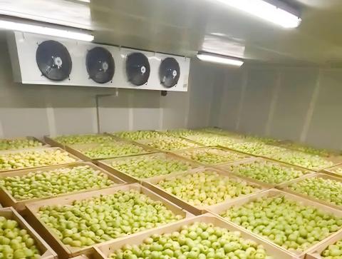 Реальные фото внутри яблочного холодильного склада