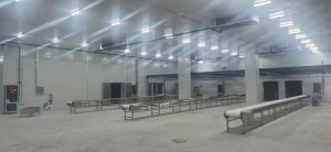 Реальные фото внутри холодильной камеры скотобойни в Казахстане