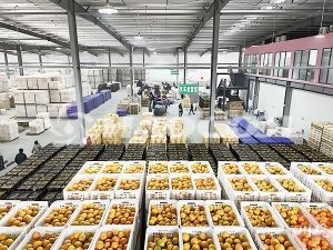 Отличия морозильного склада и холодильного склада