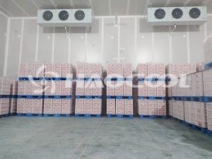 Сколько месяцев можно хранить картофель в правильно построенном хранилище